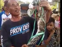 Heboh, Warga Cisurat Temukan Anak Buaya di Waduk Jatigede
