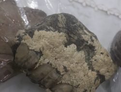 Warga Penemu Fosil Akan Diberikan Perhatian Khusus