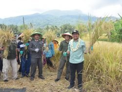 Desa Cikurubuk Buahdua Jadi Role Model Budi Daya Padi Organik