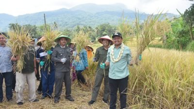 Desa Cikurubuk Buahdua Jadi Role Model Budi Daya Padi Organik
