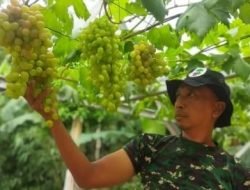 Babinsa Tanjungsari, Sukses Budidaya Angur di Pekarangan Rumah