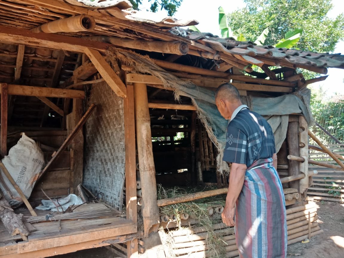 6 Domba Digasak Maling