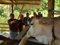 Yudia Ramli, Pj Bupati Sumedang, Pantau Langsung Pertanian Terpadu di Jatigede: Sinergi Sapi dan Mangga Demi Ekonomi Petani