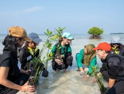 Cinta Laura dan LindungiHutan Kolaborasi Selamatkan Pulau Pari Lewat Penanaman 739 Pohon Mangrove