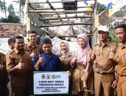 Kelompok Ternak Desa Cikurubuk Terima Hibah 8 Sapi dari Pemprov Jabar